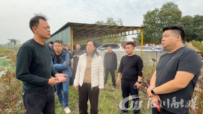 【视频】山东济南客商实地考察汉川马鞍乡“太空莲”产业