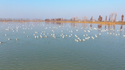 【视频】汉川汈汊湖成候鸟天堂 20多位摄影家集体定格生态画卷