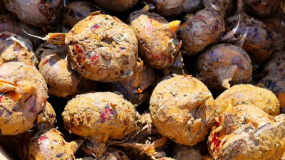 【视频】汉川马鞍：乡亲组团采挖“金疙瘩” 甜脆荸荠沁润心田