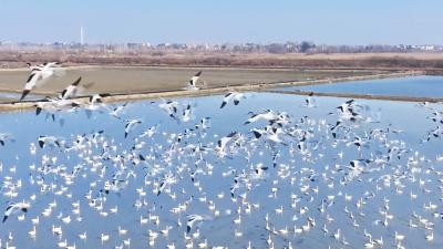 【视频】汉川：近万只候鸟栖息蟹塘  警民共建护鸟队