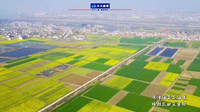 视频 | 汉川万亩湾潭油菜花海美   蜂群花田采蜜忙 