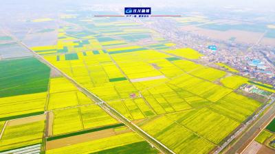 视频 | 给南北方朋友们看看 湖北的鱼米之乡 三月来汉川