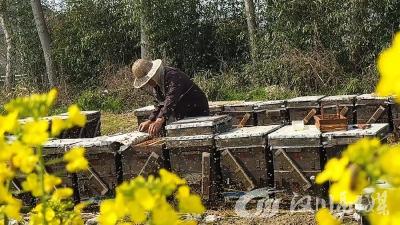 【视频】湾潭万亩油菜花开 “00后”乡镇干部代言春色