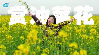 视频 | 【点亮汉江·点燃春天】 西江有嘻哈 快来赏油菜花