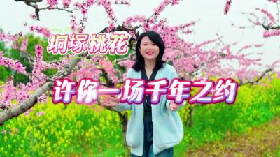 视频 | 【张彤探美城】垌塚桃花 许你一场千年之约
