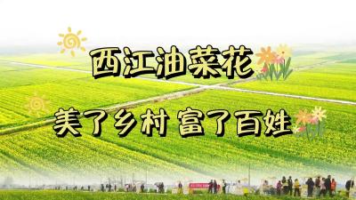 视频 | 家人们！西江乡万亩油菜花开疯啦！不只是美景，更是老乡的致富黄金花～