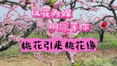 视频 | 以花为媒，垌塚等你！桃花引来桃花缘