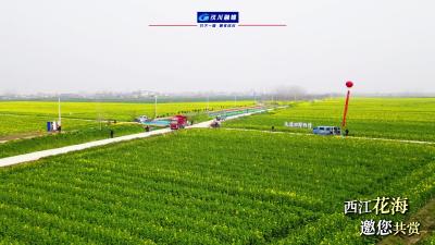 视频 | 【点亮汉江·点燃春天】汉川西江花海已盛放  邀您共赏春日慢时光