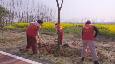 【视频】分水镇：干部群众齐上阵 植树添绿正当时