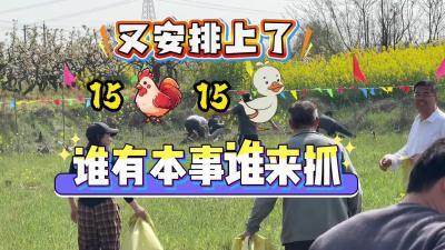 视频 | 火爆加场 15只鸡 十 15只鸭已安排 谁有本事谁来抓