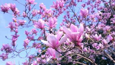 视频 | 天屿湖春归，玉兰缀满岸 原相机直出，氛围感拉满 武汉1小时，解锁周末打卡地 