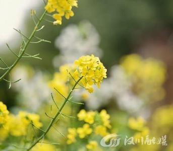 点亮汉江·点燃春天 | 西江乡“金色春天”万亩油菜花踏青月邀您赴春约