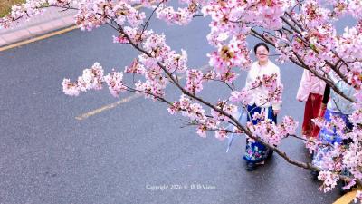 视频 | 天屿湖樱花大道已浪漫上线，春风拂过，繁花满径，佳人赴约，每一帧都是春日限定的温柔与美好
