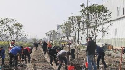 【视频】植树添绿正当时 刘家隔镇栽下800棵“希望树”