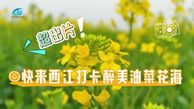 视频 | 【点亮汉江·点燃春天】超出片！快来西江打卡醉美油菜花海
