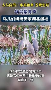 视频 | 人与自然：水美鱼多 苍鹭生娃