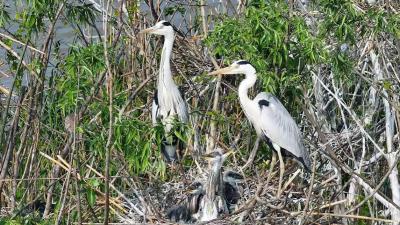 汉川美文 | 汈汊湖畔春潮涌，候鸟安家幸福来