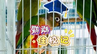 视频 | 【罗曼看强产】鹦鹉“住校”记