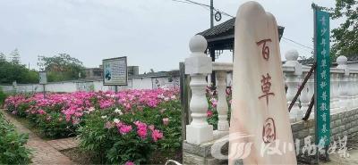 芍药绽放，让中医药文化可感可学