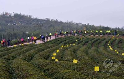看赤壁如何推动茶产业高质量发展 ① | 一片茶叶能长多好？