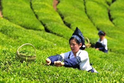 “万里茶道”申遗加速，赤壁羊楼洞以茶为媒飘香“一带一路”！