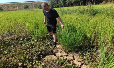 文明单位风采(89) | 市生态环境分局：生态环境干部精准抗旱保用水