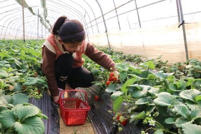 新春走基层⑧|赤壁市中伙铺：草莓棚里红缀绿 采摘一篮“喂兔兔”