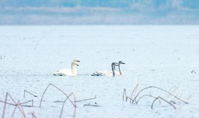 湿地好不好 就看鸟多少 30年未见的大天鹅重返洪湖湿地