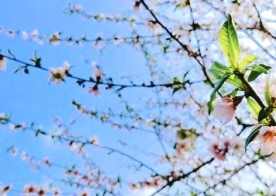 美文 | 三月桃花酿