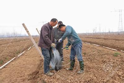 赤壁：不误农时抢进度 吊瓜地里春耕忙