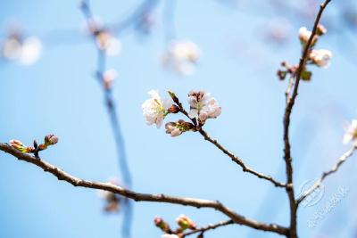 早春组团去“花约”！赤壁葛仙山：早樱按不住“心花怒放” 游客禁不了“心猿意马”