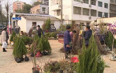 将春天的色彩“搬”回家 赤壁市苗木花卉市场购销两旺