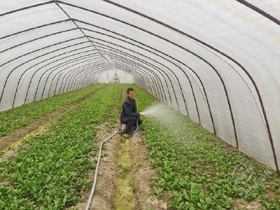 赤壁：排涝灌溉强保障 菜农增收有信心