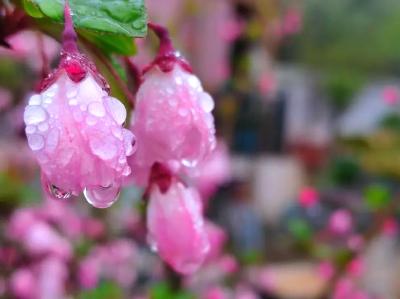 美文 | 春日词话（三）