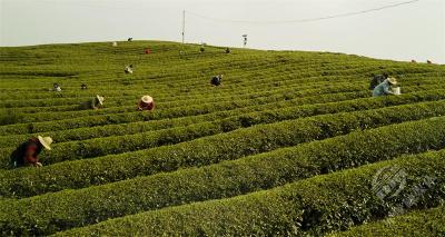 人民网湖北频道头条：湖北赤壁：千年青砖茶走出百亿产业链
