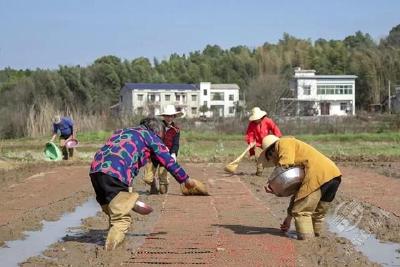 赤壁：种粮“三好”开好头 农业丰收有盼头