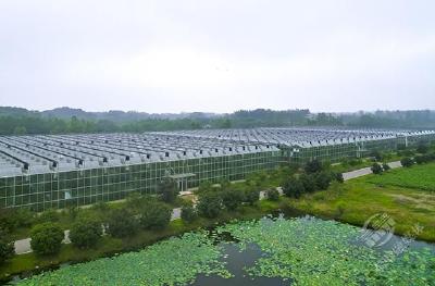 微视频 | 赤壁市车埠镇：满棚瓜藤花正旺 夏日清香等君尝