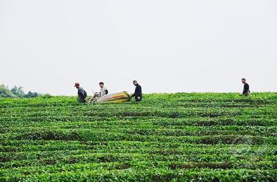 赤壁：初夏茶园繁忙 农户欢喜增收
