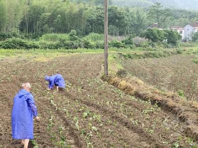 赤壁：春和农人忙 经济发展现“薯”光