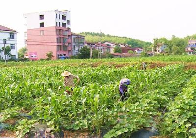 行在赤壁·乡村美景篇⑥ | 不负初夏好时节，五月乡村人倍忙