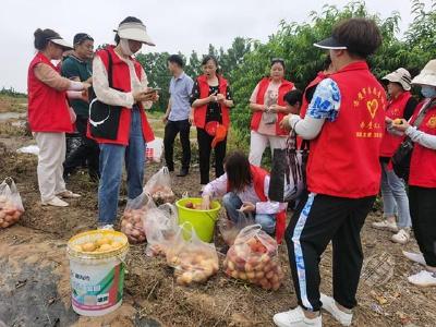 赤壁新时代文明实践 | 志愿者助力果农采收水果