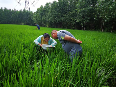 赤壁市积极探索病虫害可持续治理模式