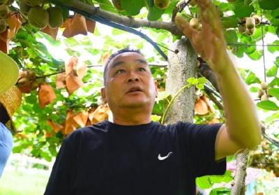 【先进典型】(67)“咸宁好人”——袁炎良：潜心钻研猕猴桃种植技术 勇于创新
