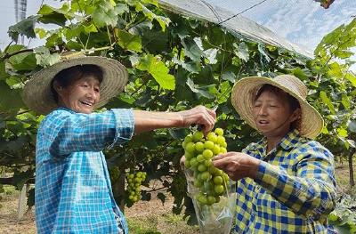 赤壁金果源：瓜果飘香“丰”景好 “甜蜜产业”有奔头