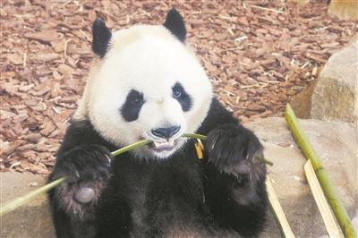 “国宝”饮食有规章  私自投喂后果很严重