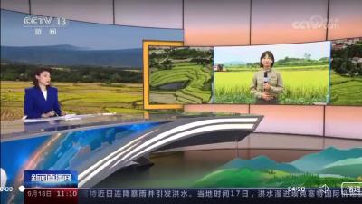 2023年9月18日【新闻直播间】在希望的田野上 湖北赤壁 返乡创业新农人 探索科技兴农路