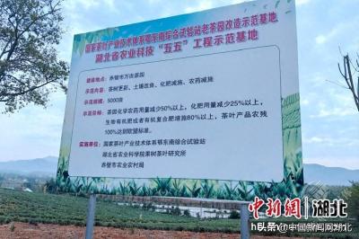 湖北赤壁：推进低产茶园改造 助力茶叶品质提升