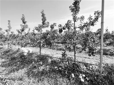 大红苹果高高挂  增收治沙两开花