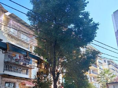 湖北赤壁：给小区大树“理发” 为民“剪除”烦恼