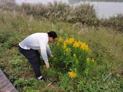 黄盖湖镇：清除“一枝黄花” 保护生态环境